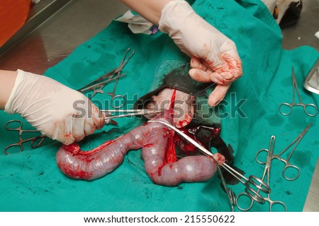 Dog in a veterinary surgery , Surgery of pyometra (uterus infection)