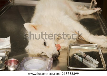 dog surgery wound ,post operation wound on abdomen in the dog