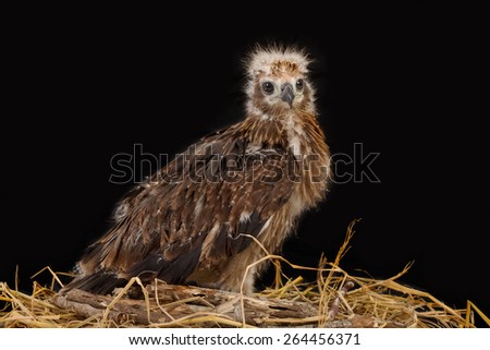 Young Brahminy Kite , Red-backed Sea-eagle in the nest