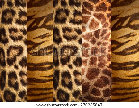 Texture of animal skins ,leopard,tiger and giraffe