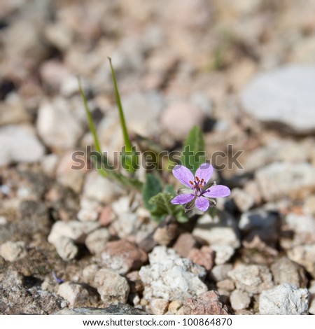 Purple desert flower.