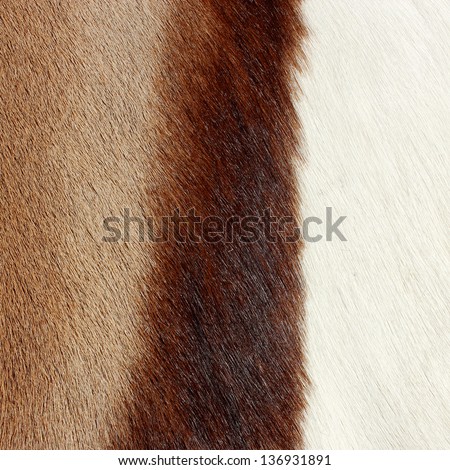 abstract animal hair background in three colors
