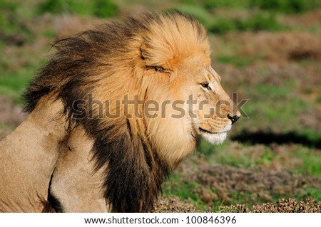 A Kalahari lion, panthera leo, in the Kuzuko contractual area of the Addo Elephant National Park in South Africa