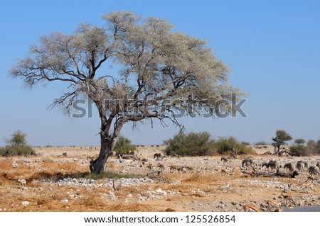 View of the waterhole, Okaukeujo Rest Camp,  Etosha National Park, Namibia