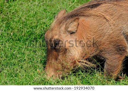 Warthog, wild member of the pig family