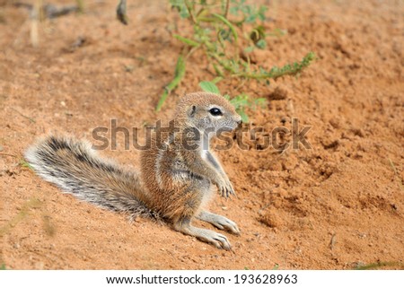 Cape Ground Squirrel (Xerus Inauris)