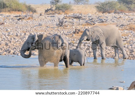 Elephant family at Okaukeujo in the Etosha National Park, Namibia