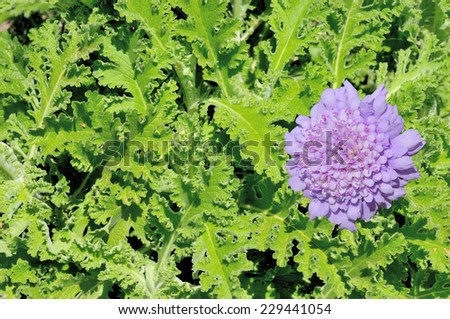 Composite of an African Wormwood plant and flower. It is a tonic herb that is anti-inflammatory, antiseptic and antidepressant.