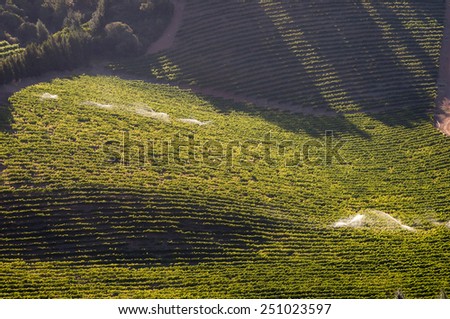 Late afternoon view of vineyards near Somerset West near Cape Town in the Western Cape Province of South Africa