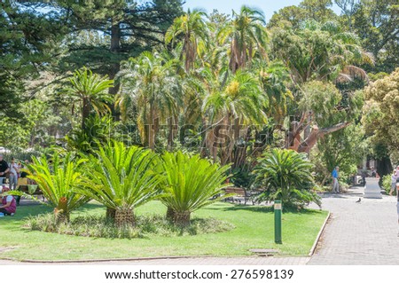 CAPE TOWN, SOUTH AFRICA - DECEMBER 18, 2014:  Cycads and palm trees in the Company Garden. The garden takes its name from the Dutch East India Company who first started the garden in 1652