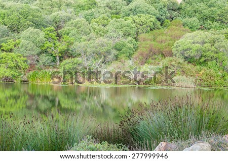 Lake surrounded by indigenous plants on a farm near Stellenbosch