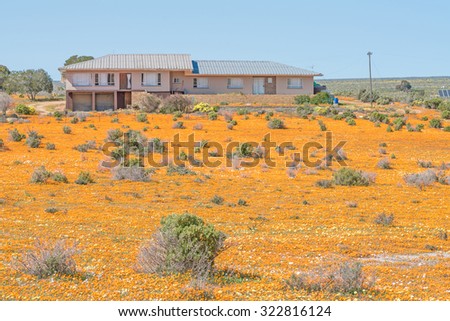 NARIEP, SOUTH AFRICA - AUGUST 15, 2015:  A farm house in a sea of wild flowers on the road to Groenrivier (green river) on the Northern Cape Atlantic coast of South Africa