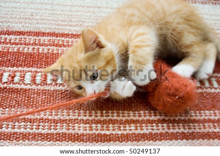 Cute little cat playing with wool reel