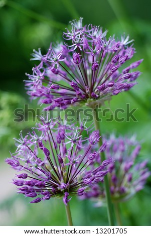 macro of purple onion flowers