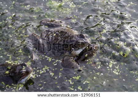 Mating frogs in pond with spawn