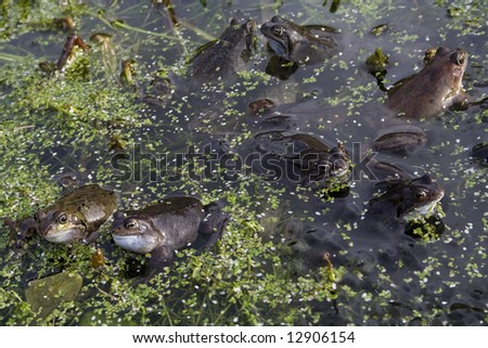Mating frogs in pond with spawn