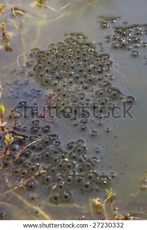 Frog spawn in pond in early spring