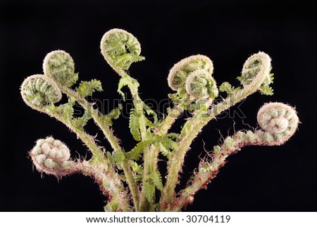 Curled fern frond over black background