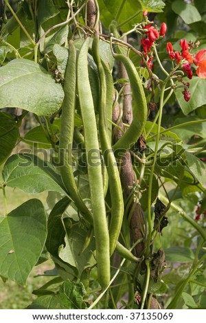 Runner beans on vine