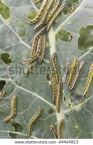 Cabbage leaf covered with caterpillar pest