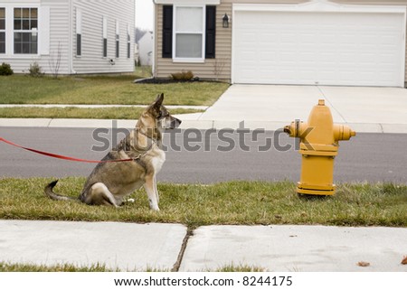 a beautiful brown dog waiting patiently to get to the fire hydrant