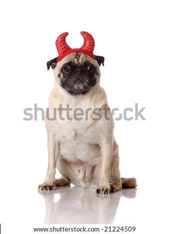a funny looking pug dog sitting wearing devil horns