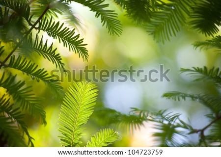 Dawn Redwood branches