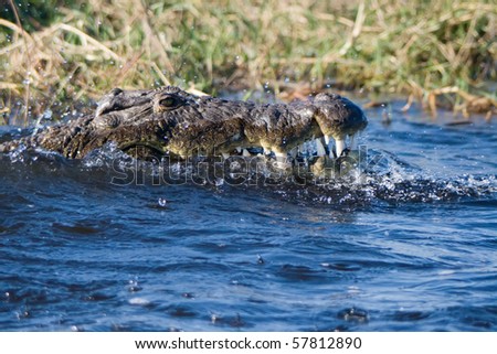 crocodile showing his sharp teeth