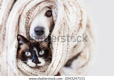 Cat and dog sticking out from under a rug or a scarf. Pets hid from the cold. Cozy winter or autumn concept