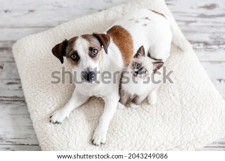 Similar – Image, Stock Photo top view of cute jack russell dog with tongue out sitting in forest among fern green leaves. Nature and pets