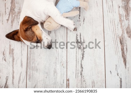 Similar – Image, Stock Photo Cute dog lying on carpet