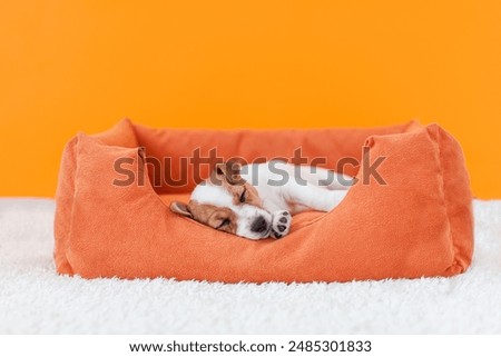 Similar – Image, Stock Photo Cute purebred dog lying on sofa