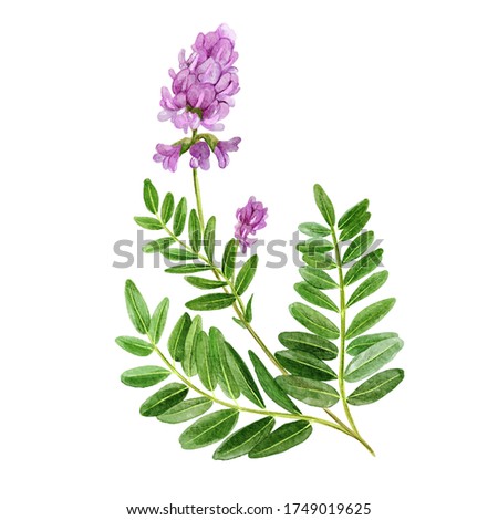 Astragalus with flowers and leaves, medical tea herb, hand drawn watercolor illustration. Foto stock © 