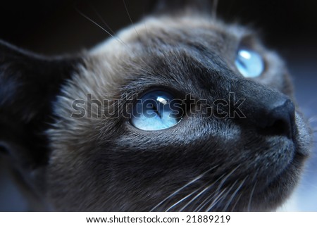Close up to Siamese cat with blue eyes