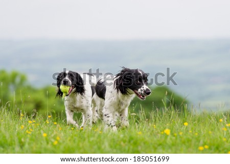 Happy dogs having fun in a field of springtime buttercups in the UK