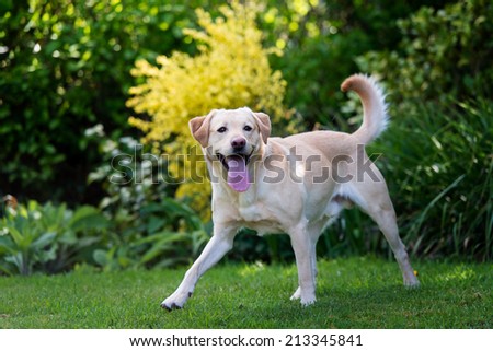 Golden yellow labrador retriever dog