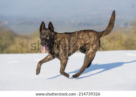 Crossbreed dog having fun in the snow in the UK