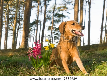 joyful dog with spring flowers
