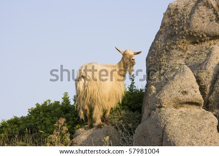 Wild Goat at the coast of North Sardinia, Italy