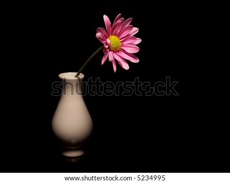 A pink daisy in a small white vase on a black background.  The flower is coming out of the vase towards the right and the base of the vase is partially in the shadows.  Black background.