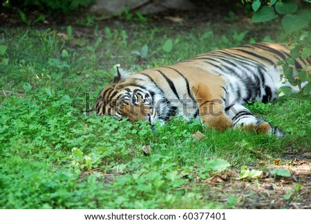tiger laying in the grass