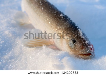 Ice fishing. Smelt fish lying in the snow, close-up head.