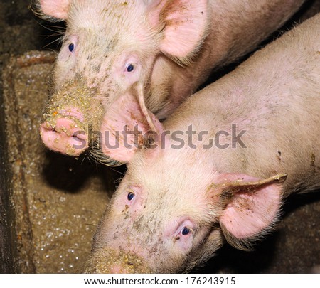 Pigs eating from a trough.
