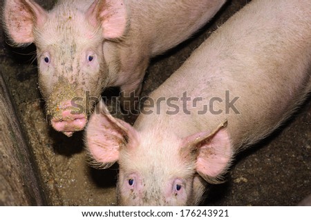 Pigs eating from a trough.