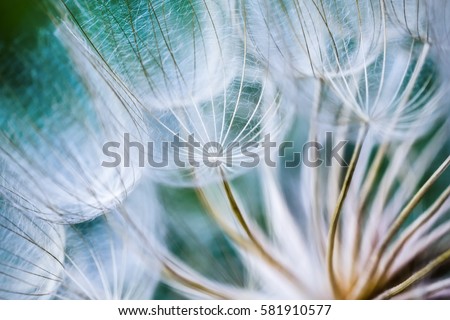 Similar – Image, Stock Photo Dandelion close up macro