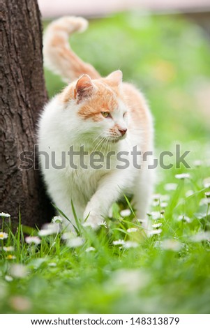 Adult ginger cat hunting outside