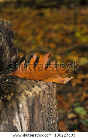 Oak leaf balances on log