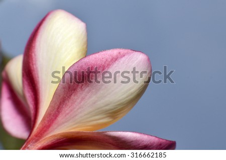 A close up of single Frangipani or Plumeria flower taken from a lower angle with copy space.