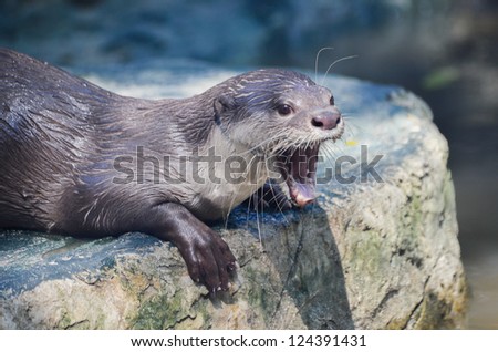 otter roaring in zoo