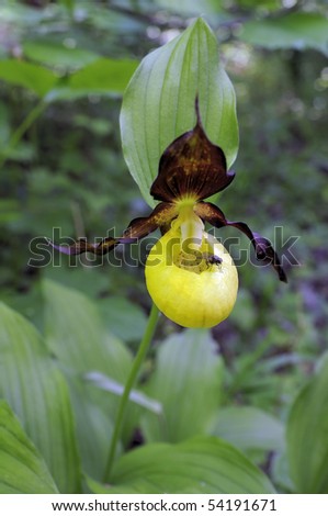 Is a lady\'s-slipper orchid. The plant is brought in  Red List
